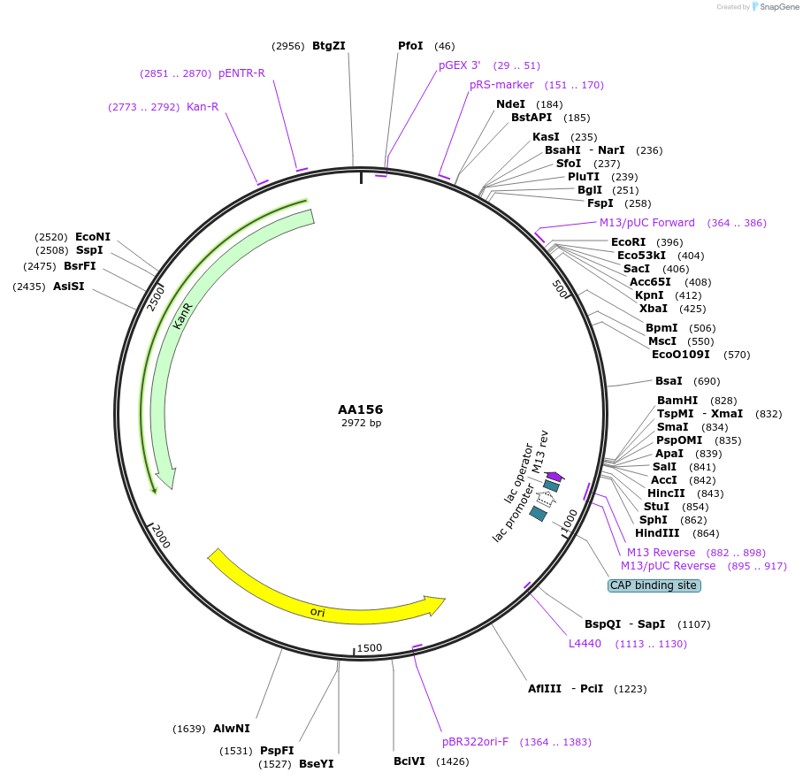 216022-plasmid-map-sequence-id-431516