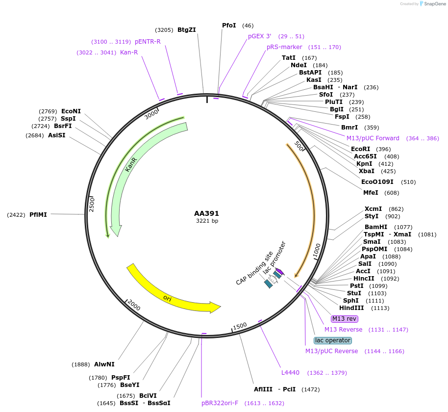 216033-plasmid-map-sequence-id-431517