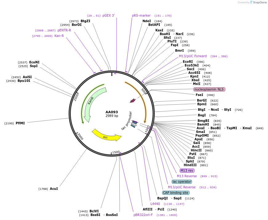 216042-plasmid-map-sequence-id-431518