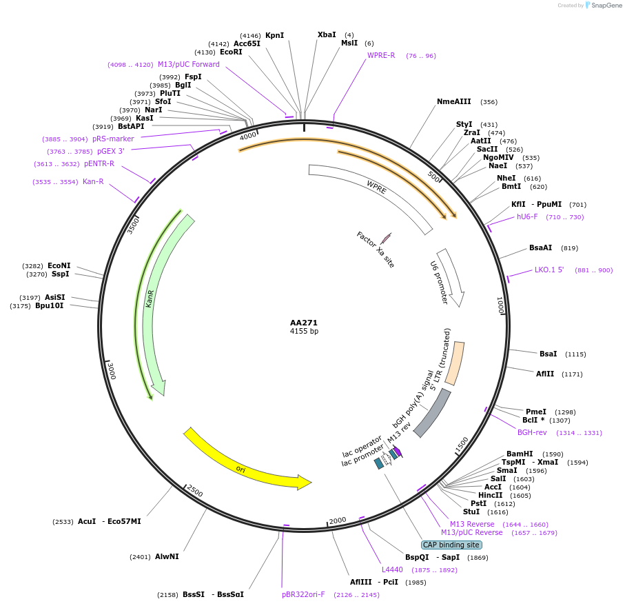 216074-plasmid-map-sequence-id-431520