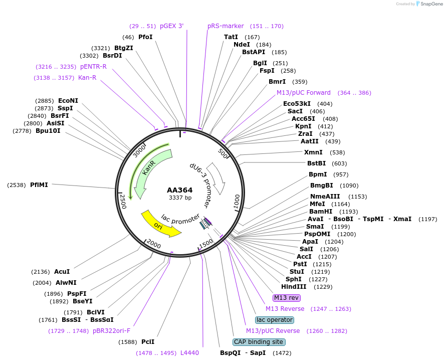 215956-plasmid-map-sequence-id-431521