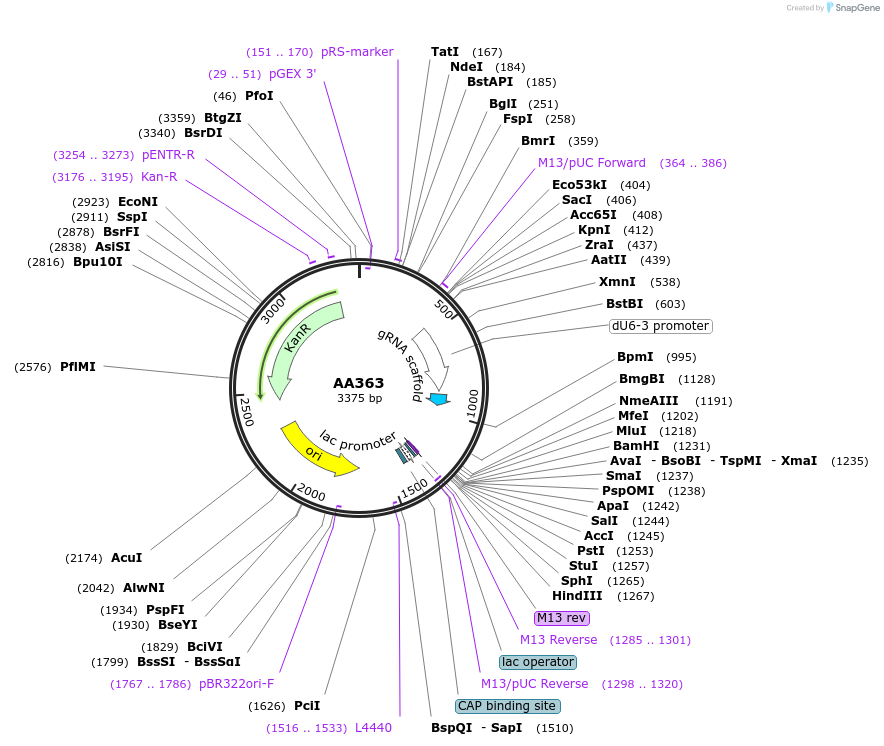 215955-plasmid-map-sequence-id-431522