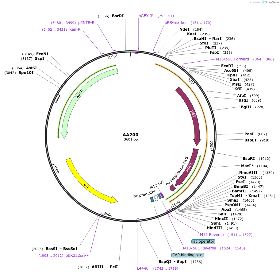 216051-plasmid-map-sequence-id-431528