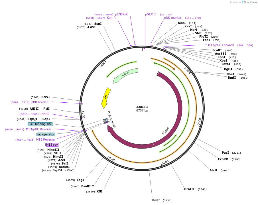 216013-plasmid-map-sequence-id-431529