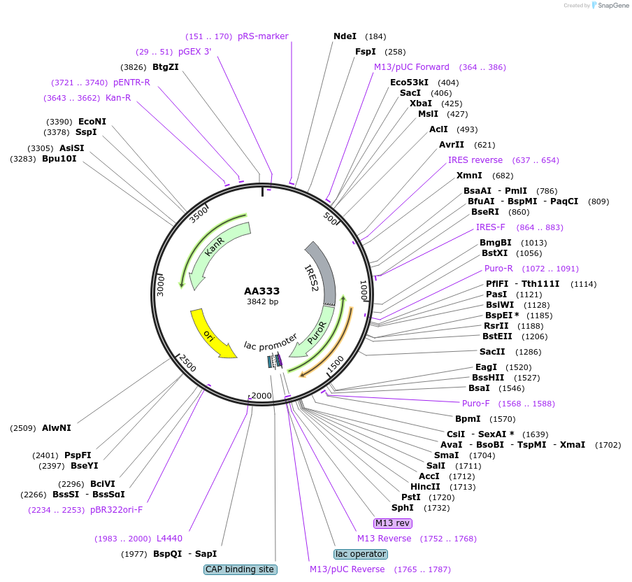 216067-plasmid-map-sequence-id-431530