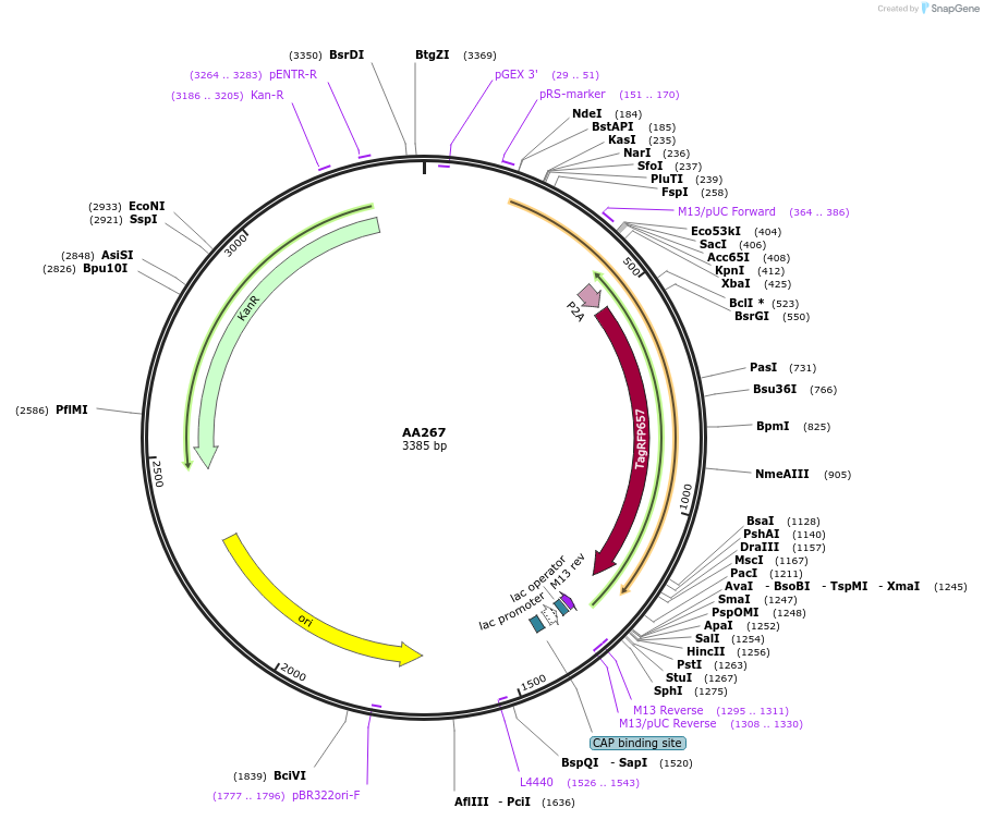 216065-plasmid-map-sequence-id-431535