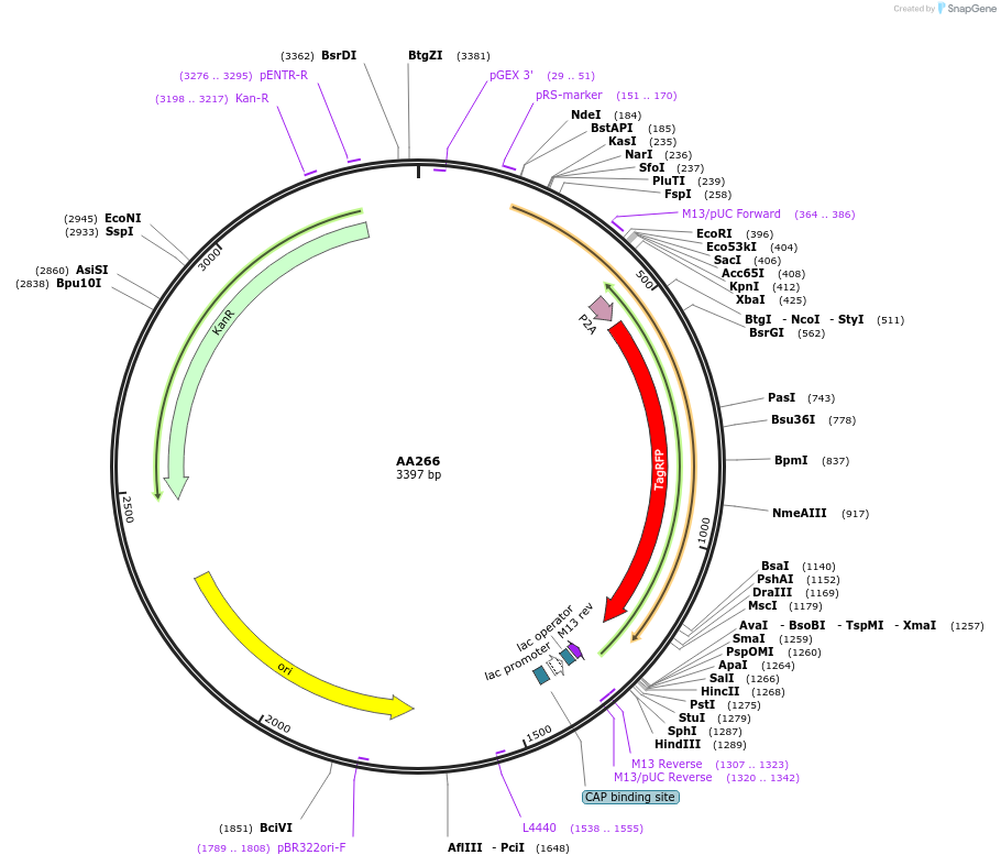 216064-plasmid-map-sequence-id-431538