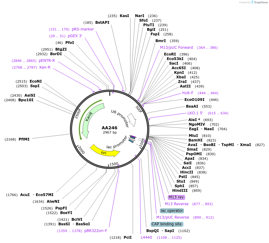215946-plasmid-map-sequence-id-431539