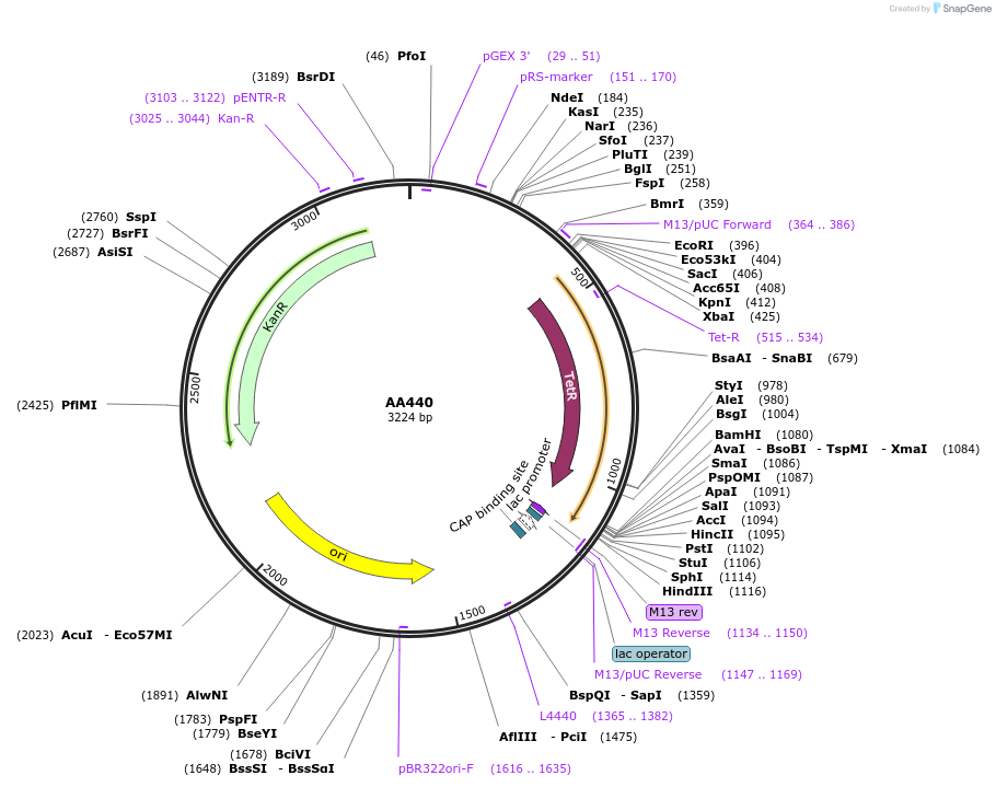216036-plasmid-map-sequence-id-431542