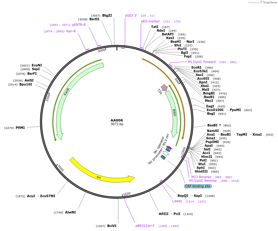 216056-plasmid-map-sequence-id-431543