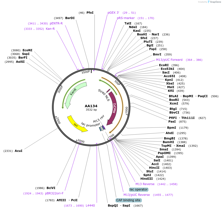 216044-plasmid-map-sequence-id-431544