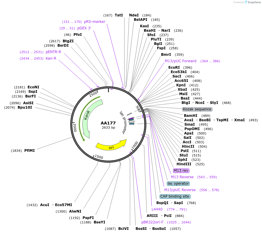 215983-plasmid-map-sequence-id-431546