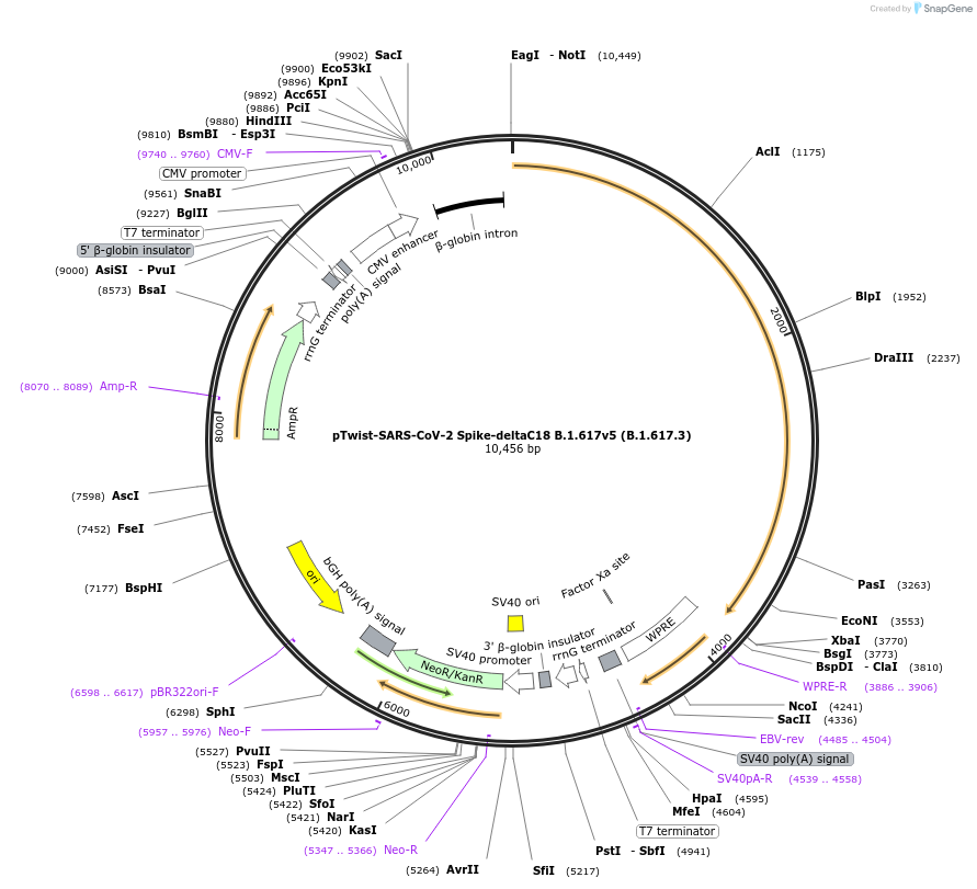 212540-plasmid-map-sequence-id-431560