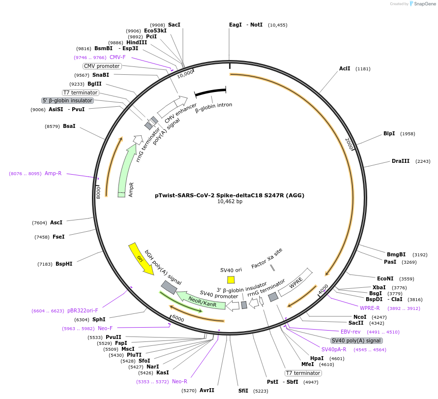212541-plasmid-map-sequence-id-431561