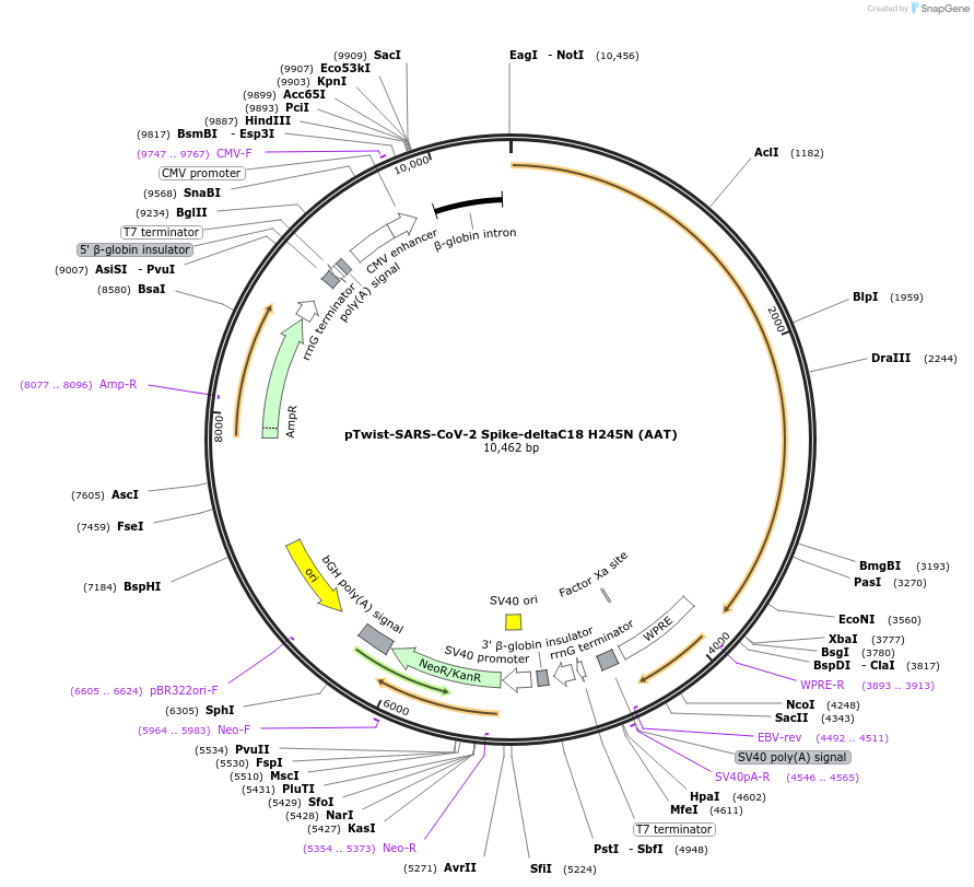 212551-plasmid-map-sequence-id-431568