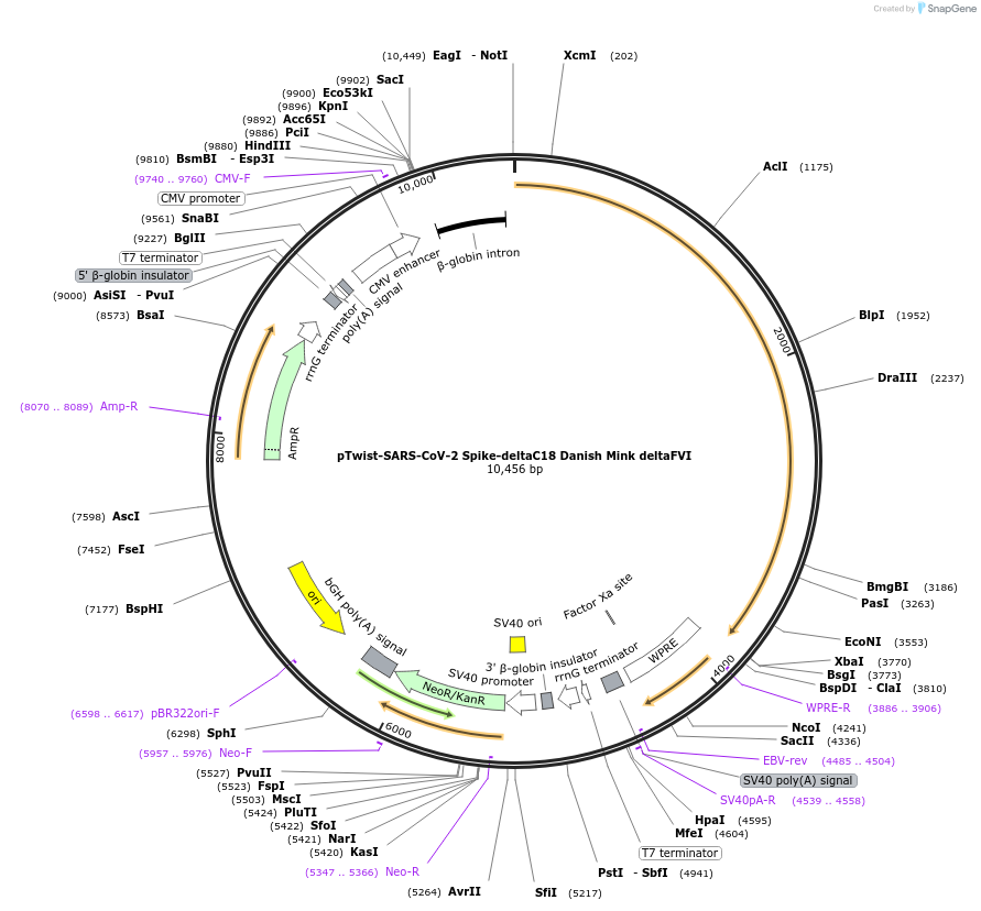 212372-plasmid-map-sequence-id-431614