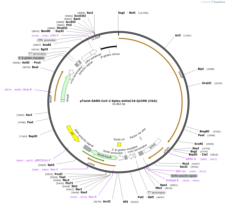 212375-plasmid-map-sequence-id-431616