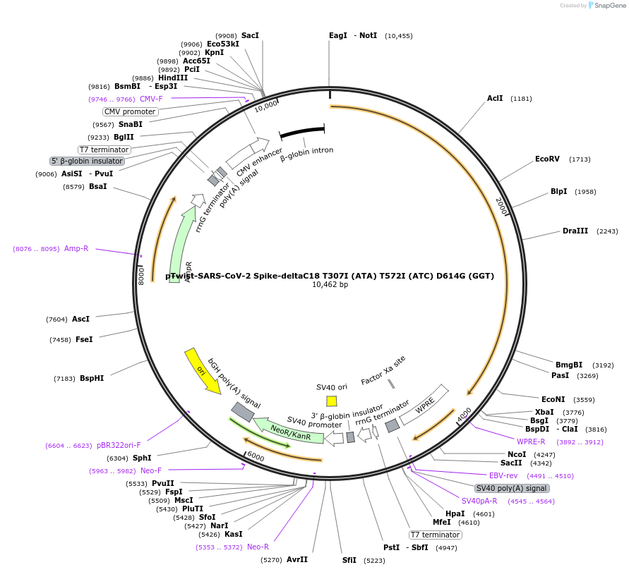212377-plasmid-map-sequence-id-431618