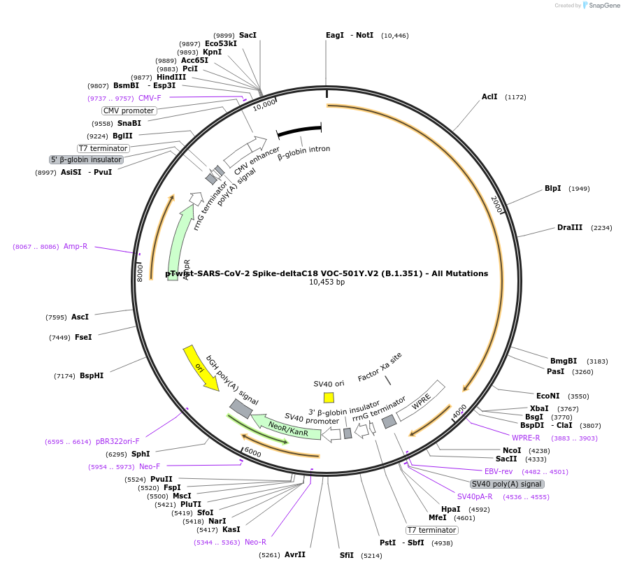 212381-plasmid-map-sequence-id-431621