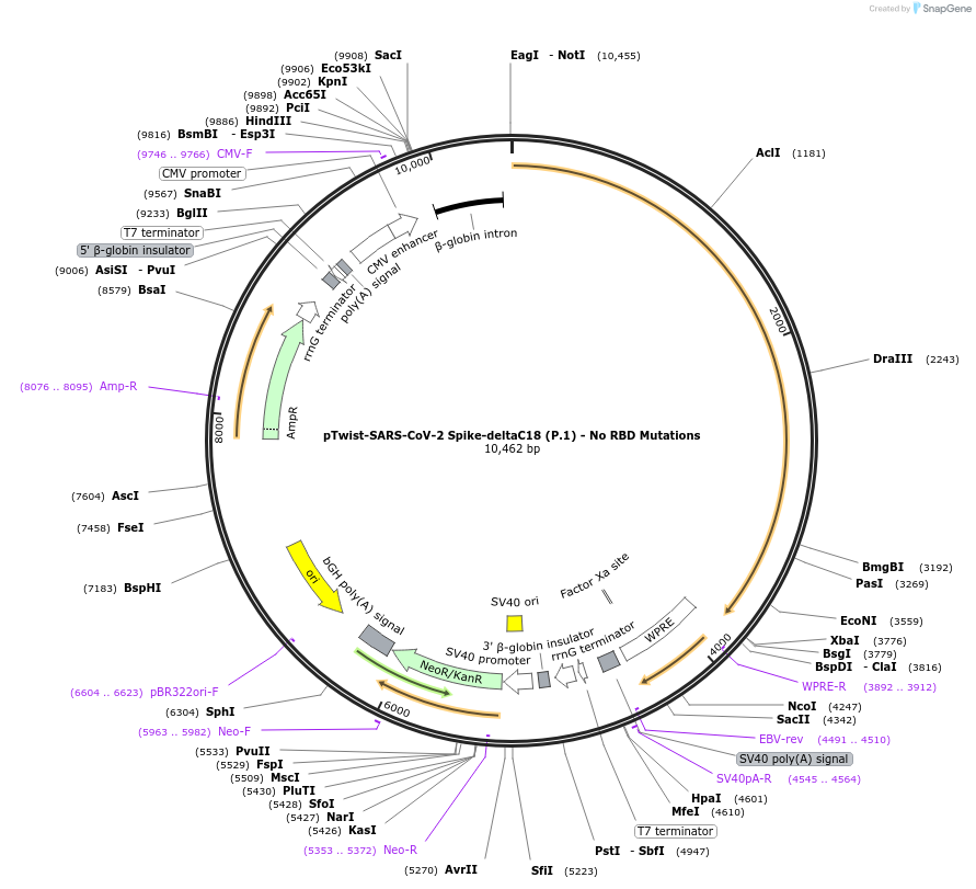 212384-plasmid-map-sequence-id-431624
