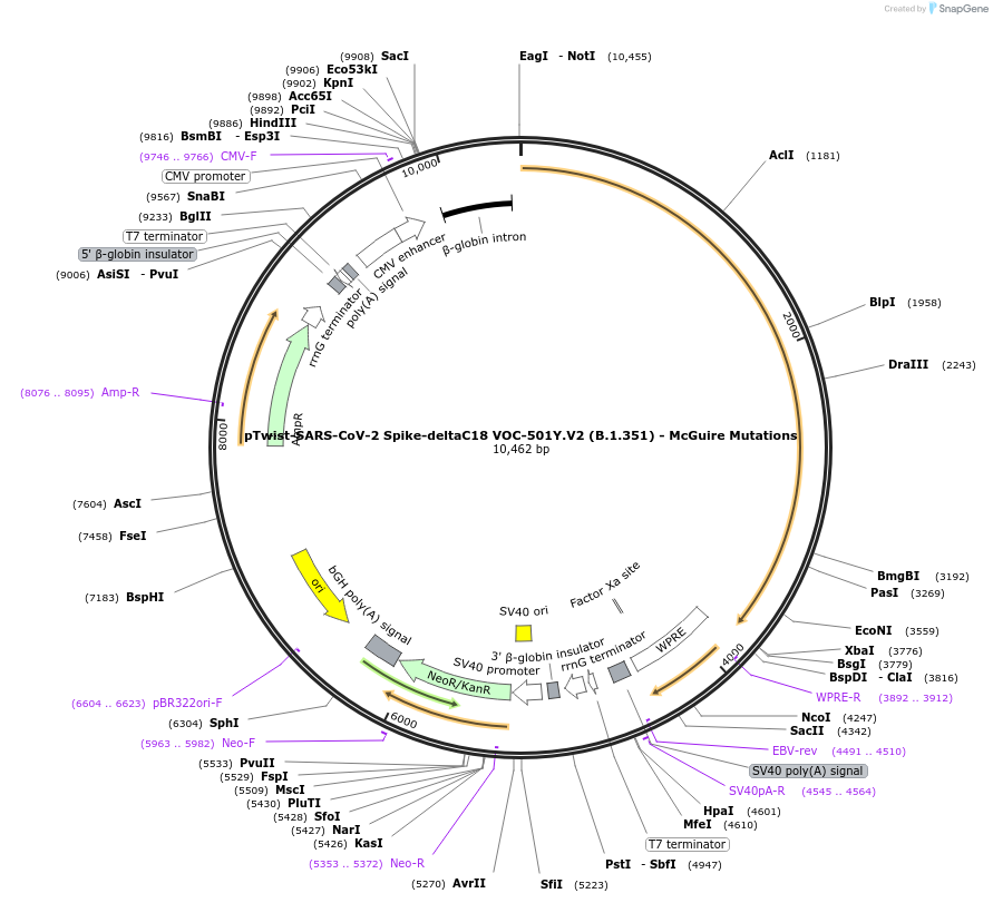 212388-plasmid-map-sequence-id-431627