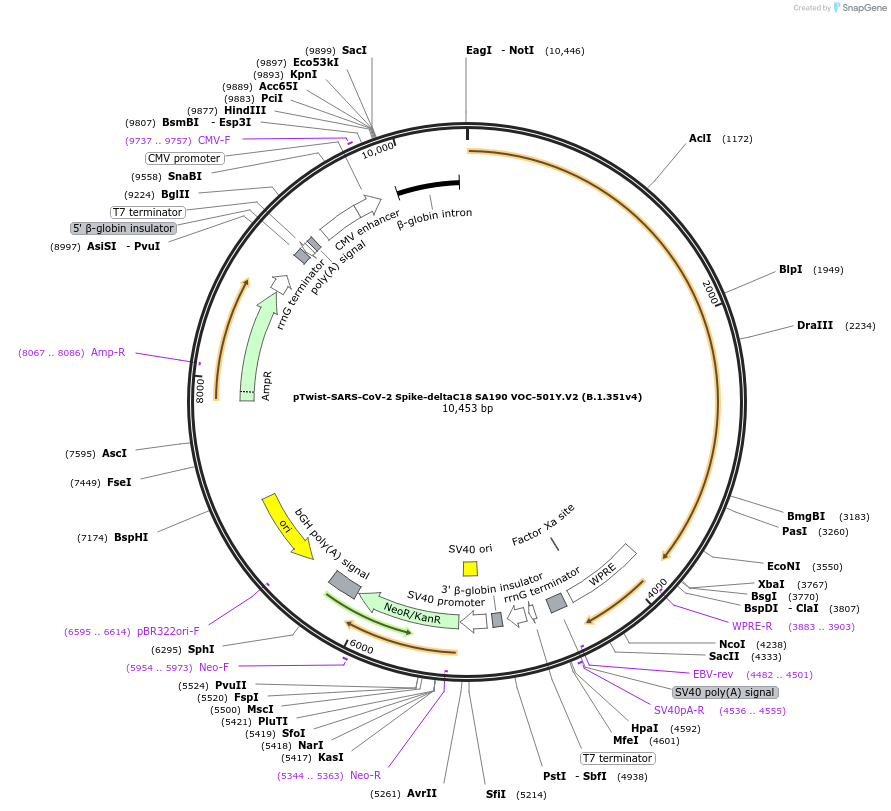 212389-plasmid-map-sequence-id-431628