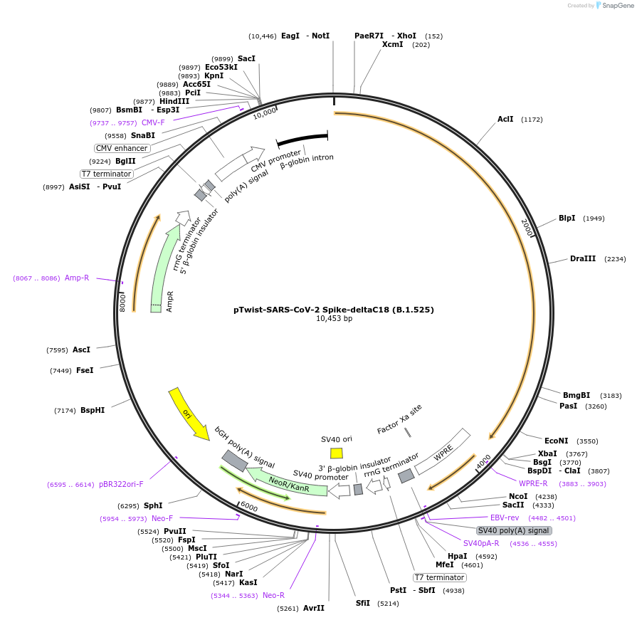 212398-plasmid-map-sequence-id-431635