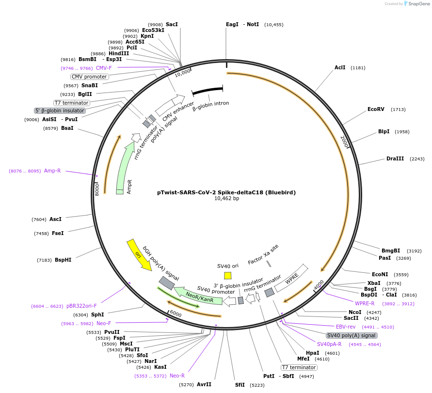 212406-plasmid-map-sequence-id-431639