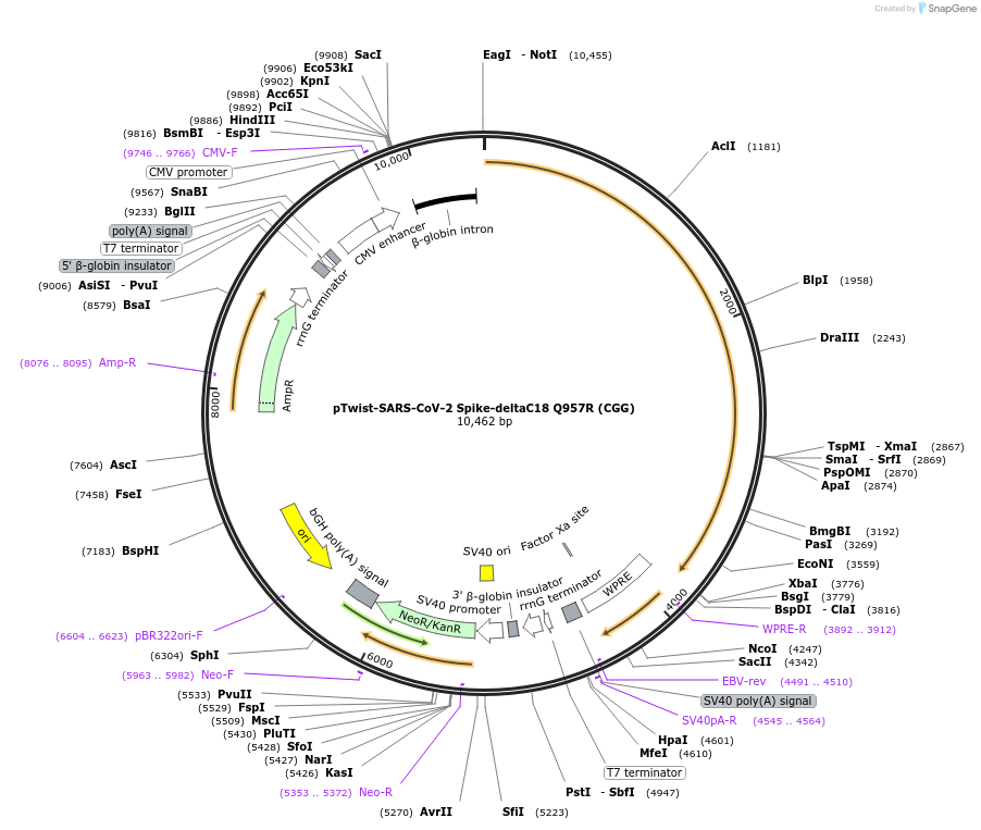212414-plasmid-map-sequence-id-431646