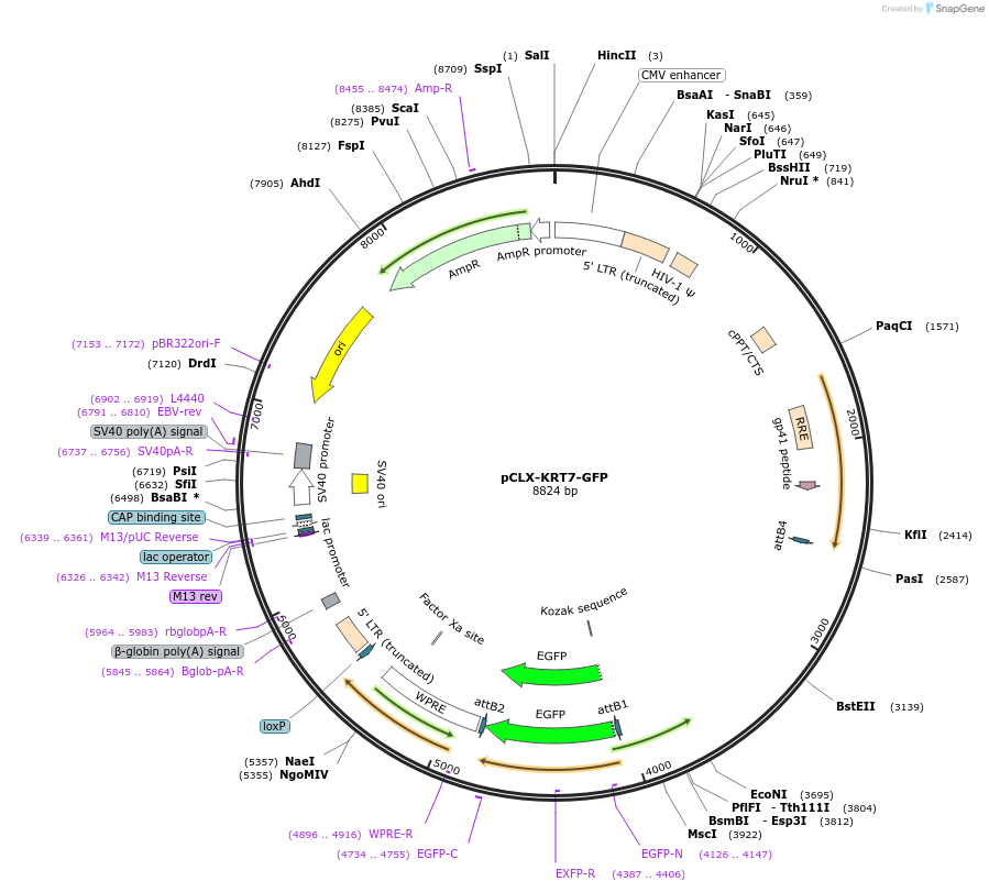 216853-plasmid-map-sequence-id-431654