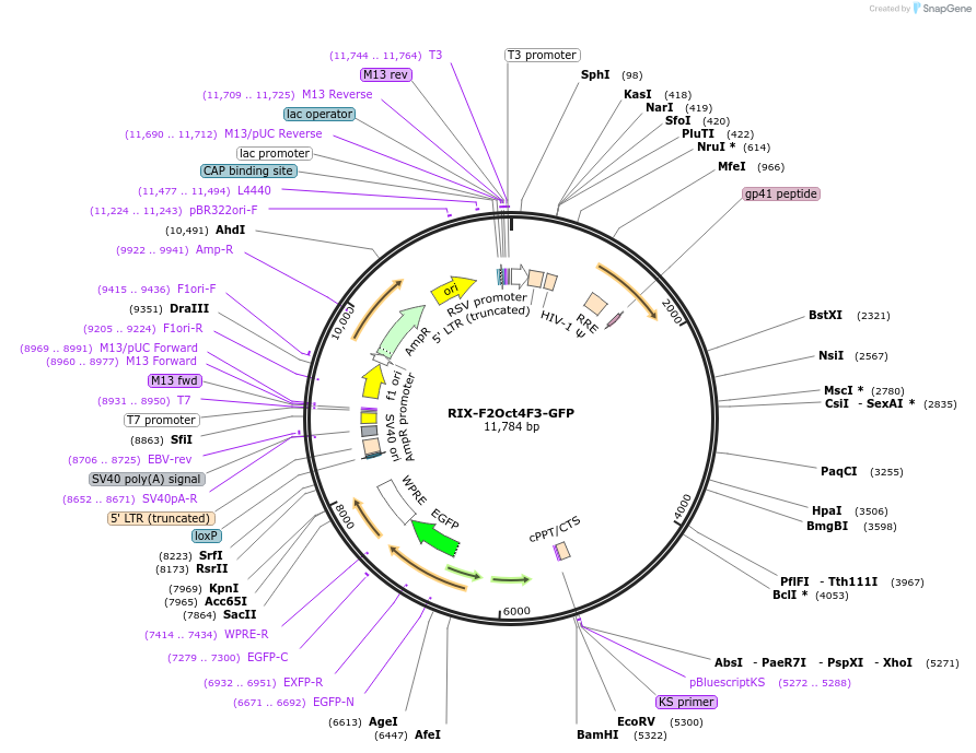 216848-plasmid-map-sequence-id-431658