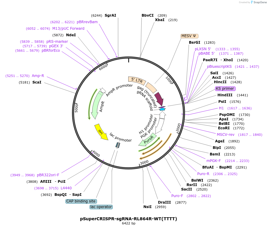215860-plasmid-map-sequence-id-431659