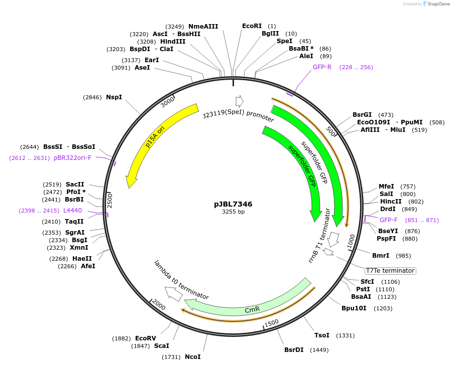 217370-plasmid-map-sequence-id-431670