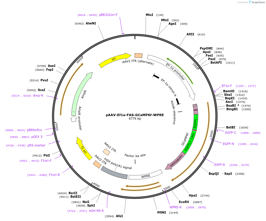 141237-plasmid-map-sequence-id-431695