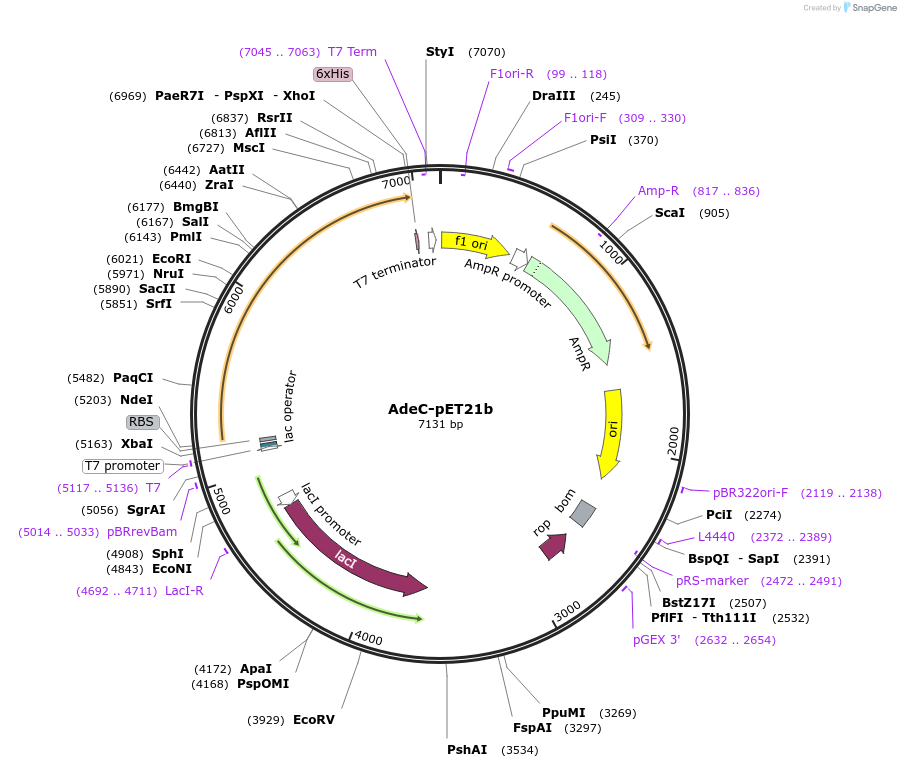 218482-plasmid-map-sequence-id-431697