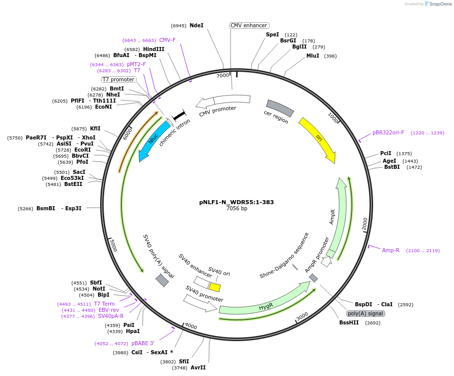 210956-plasmid-map-sequence-id-431698
