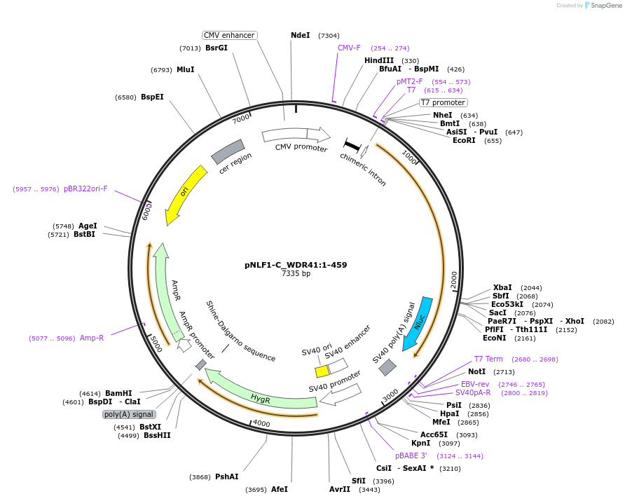210991-plasmid-map-sequence-id-431699