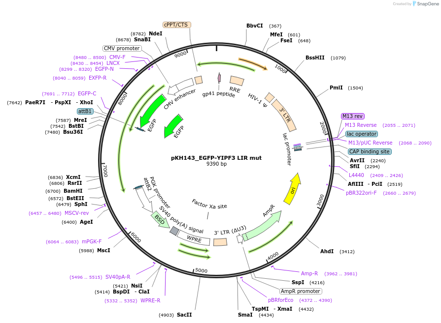 214975-plasmid-map-sequence-id-431704