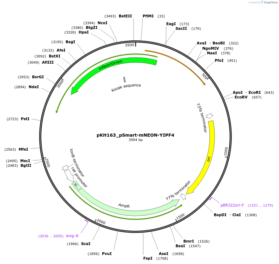 214982-plasmid-map-sequence-id-431705