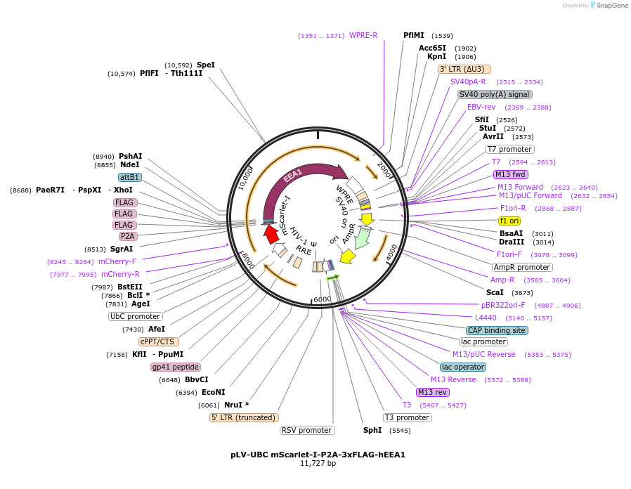 214994-plasmid-map-sequence-id-431713