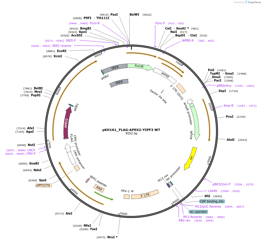214980-plasmid-map-sequence-id-431735