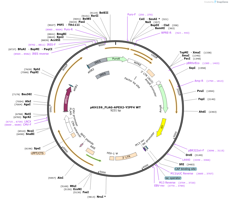 214978-plasmid-map-sequence-id-431738