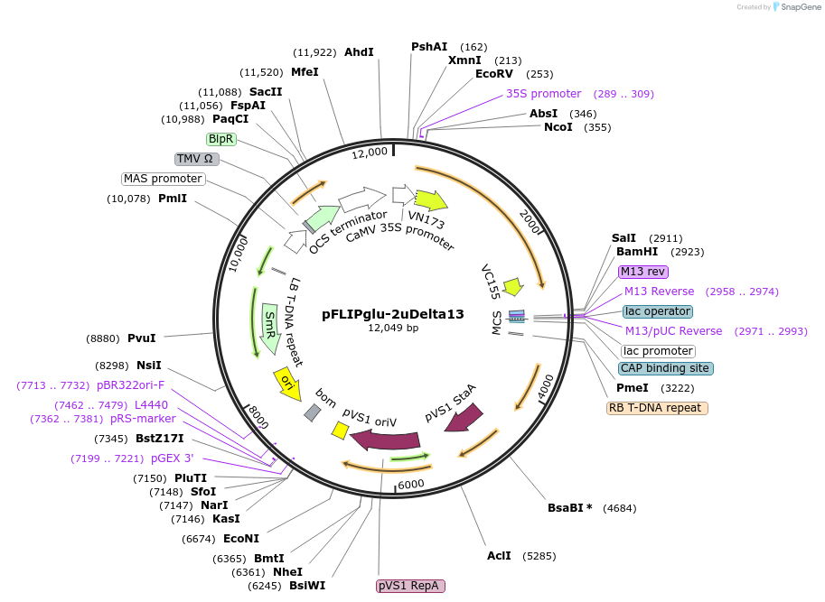 12990-plasmid-map-sequence-id-431739
