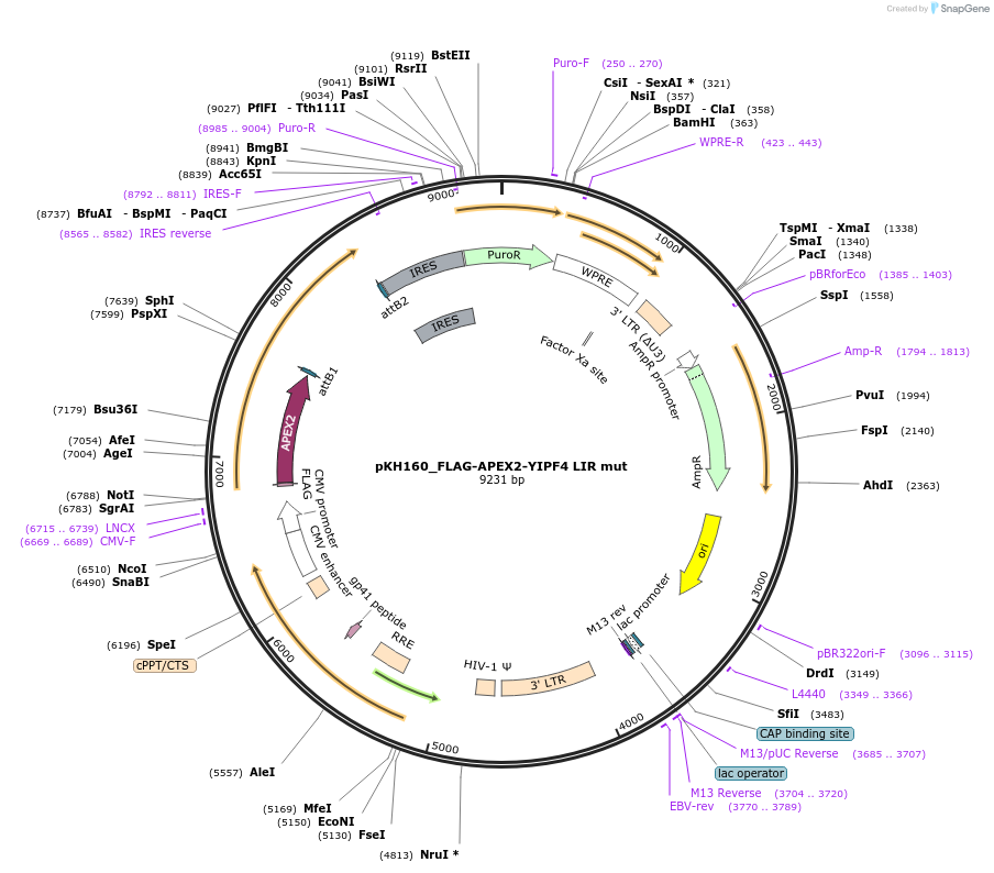 214979-plasmid-map-sequence-id-431743