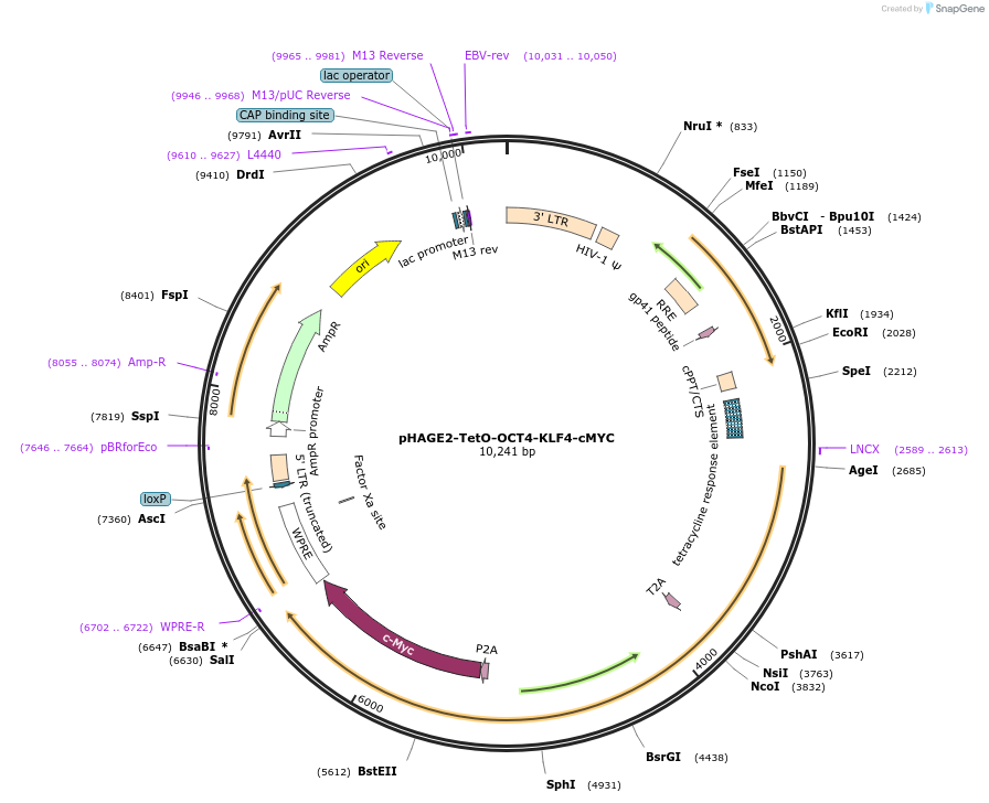 216175-plasmid-map-sequence-id-431744