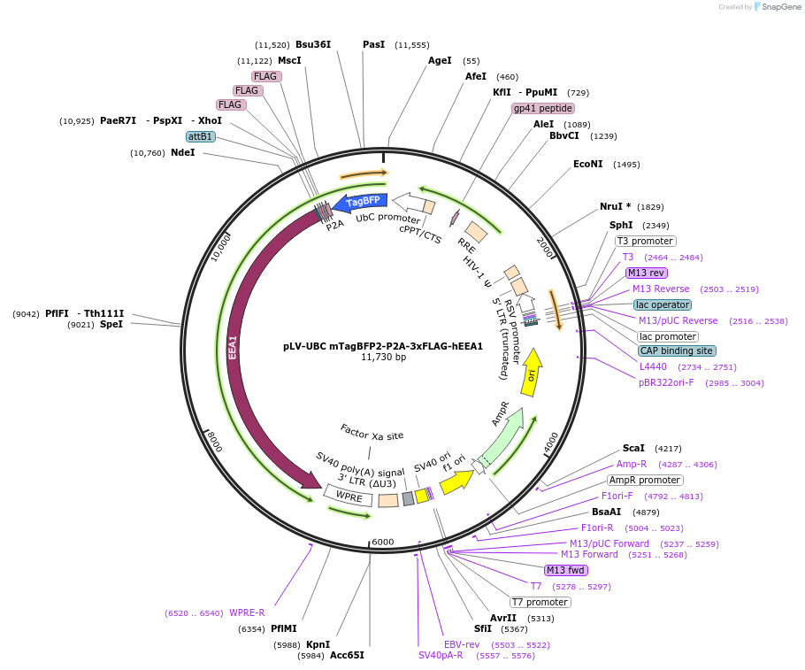 214995-plasmid-map-sequence-id-431745