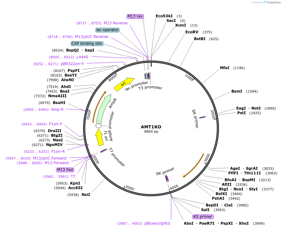 218373-plasmid-map-sequence-id-431757