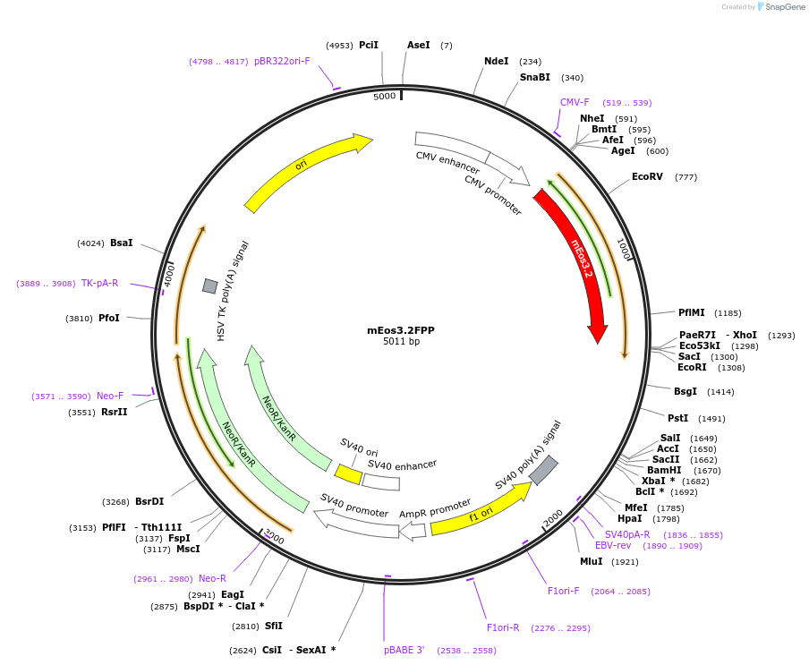 203758-plasmid-map-sequence-id-431758