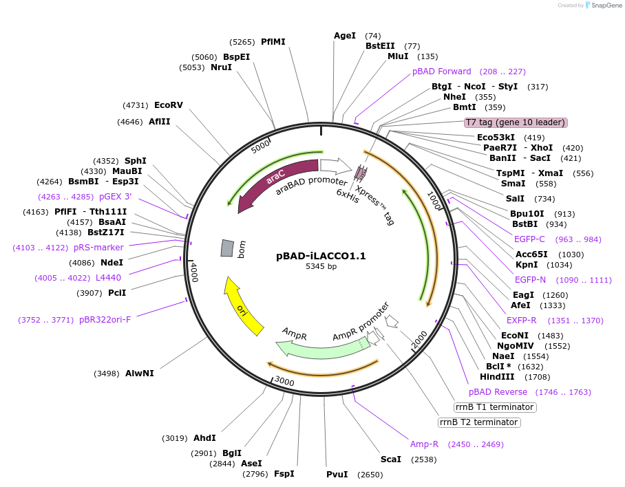 218818-plasmid-map-sequence-id-431765