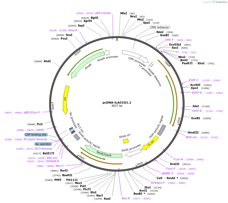 218822-plasmid-map-sequence-id-431768